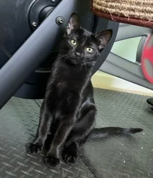 An adult medium-sized female Domestic Short Hair cat named Indigo for adoption in South Bend, IN
