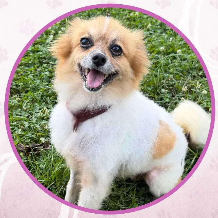 An adult small-sized female Bicolor Mixed Breed dog named Honeycomb for adoption in Toms River, NJ