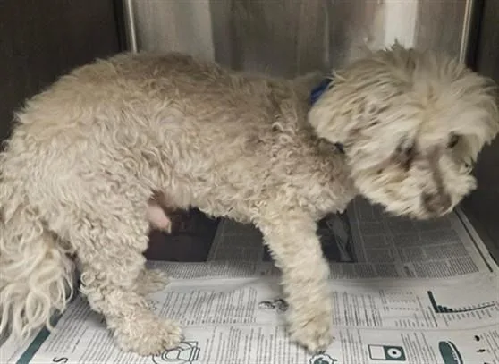 A senior small-sized male Maltese dog named Dempsy for adoption in Van Nuys, CA