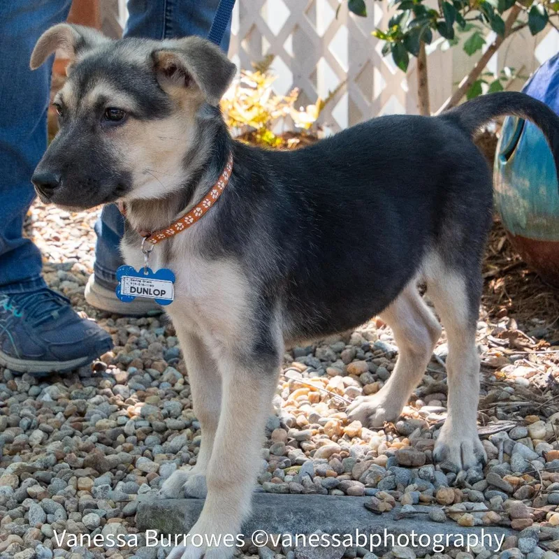 A baby small-sized male Black Shepherd dog named Dunlop for adoption in Wake Forest, NC