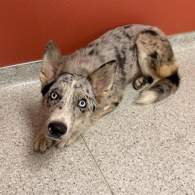 A young large-sized male German Shepherd Dog dog named Taz for adoption in Modesto, CA