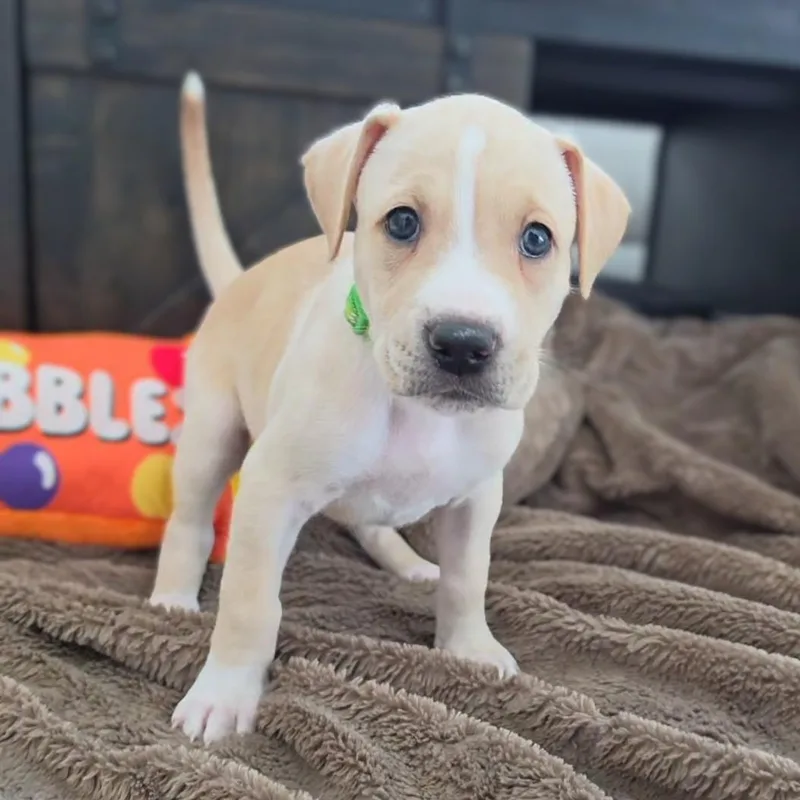 A baby medium-sized female Labrador Retriever dog named Kira for adoption in Cleveland, TX