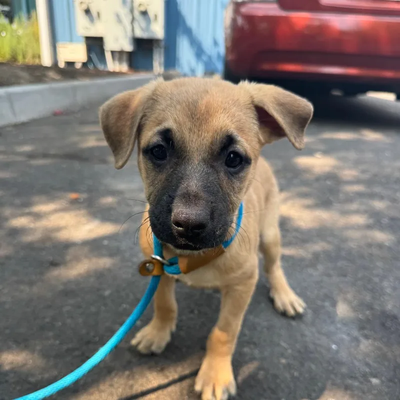 A baby small-sized male Yellow / Tan / Blond / Fawn Pit Bull Terrier dog named Evan for adoption in Newberg, OR