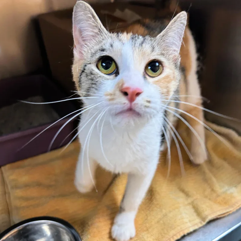 A young medium-sized female Calico Domestic Short Hair cat named Dot for adoption in Lindon, UT
