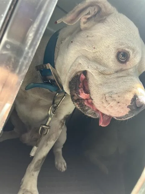 An adult large-sized male Mixed Breed dog named Snow for adoption in Dallas, TX