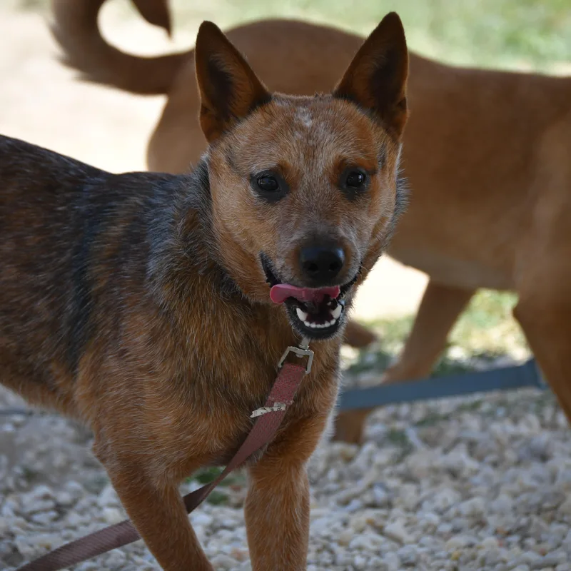 A young medium-sized male Merle (Red) Australian Cattle Dog / Blue Heeler dog named Forest for adoption in Defuniak Springs, FL