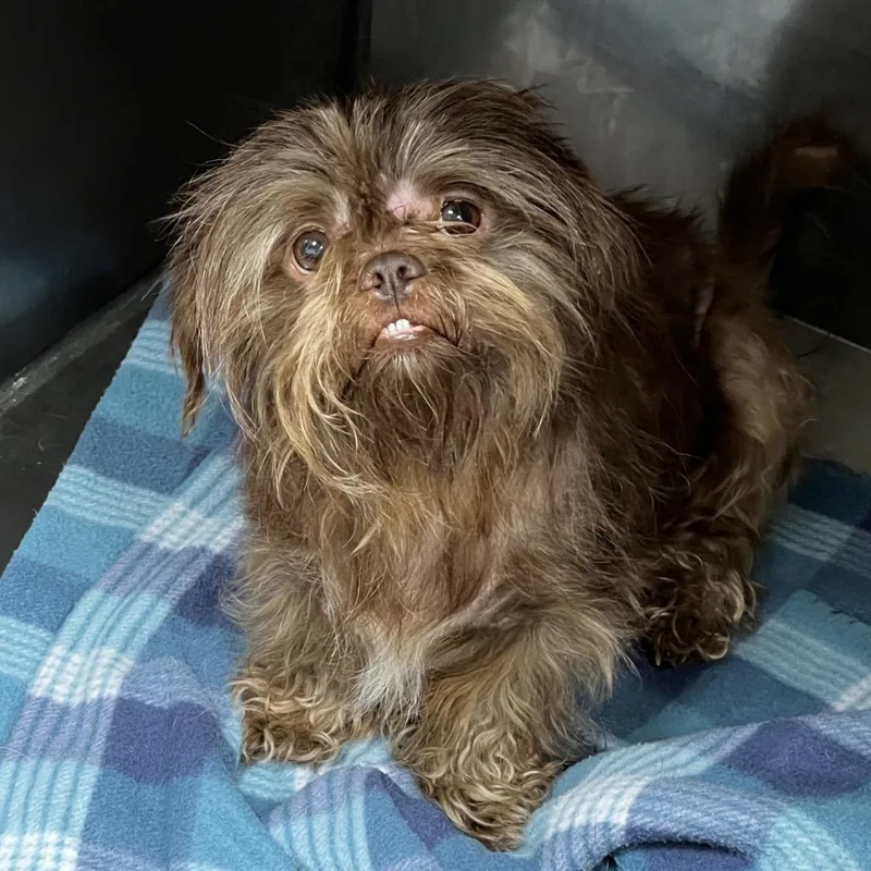An adult small-sized male Shih Tzu dog named Mowgli for adoption in Alexandria, VA