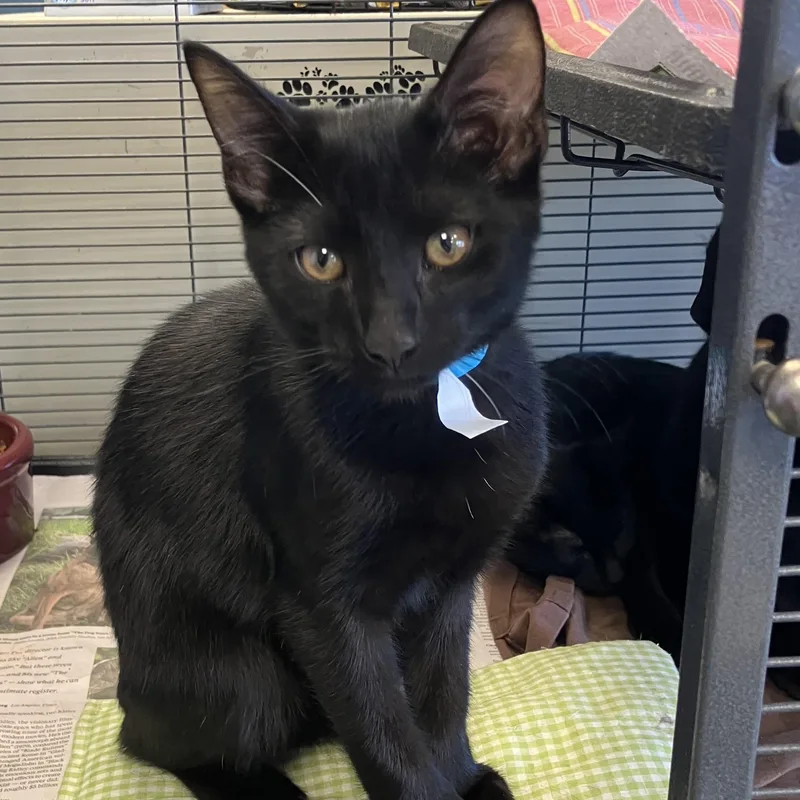 A baby medium-sized male Black Domestic Short Hair cat named Mort for adoption in Parma, OH
