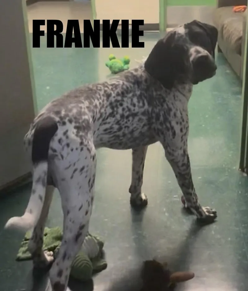 Frankie thumbnail 4