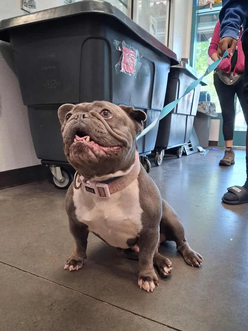 An adult medium-sized female French Bulldog dog named Stella for adoption in Chatsworth, CA