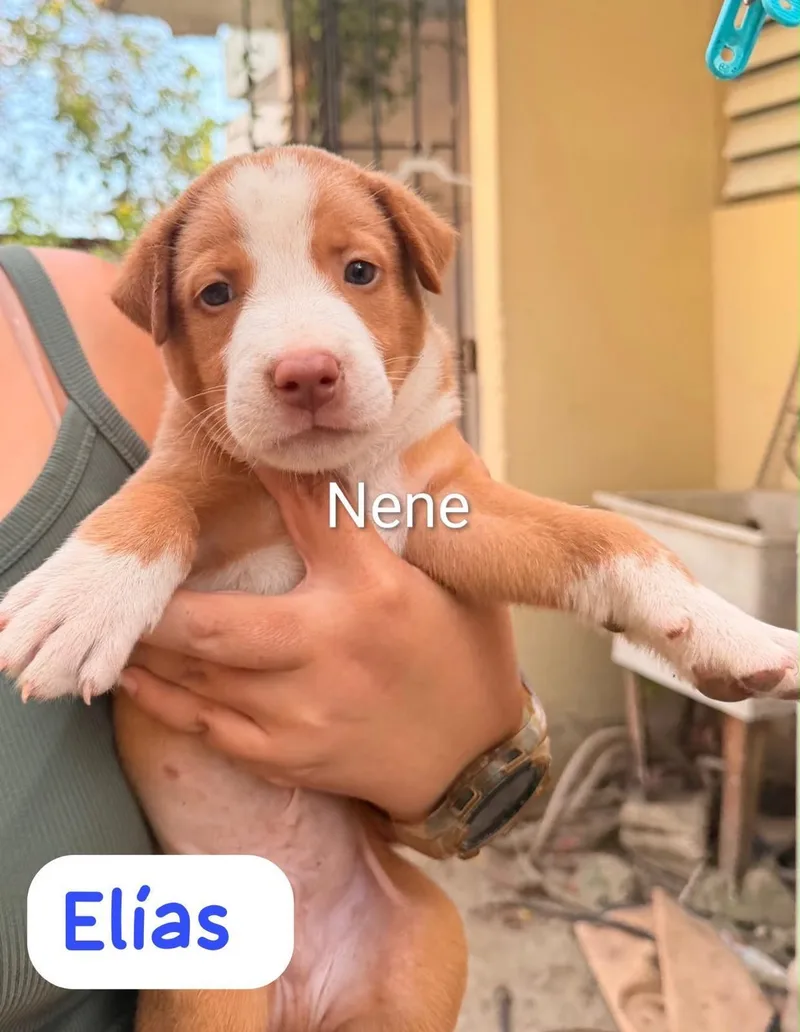 Elias