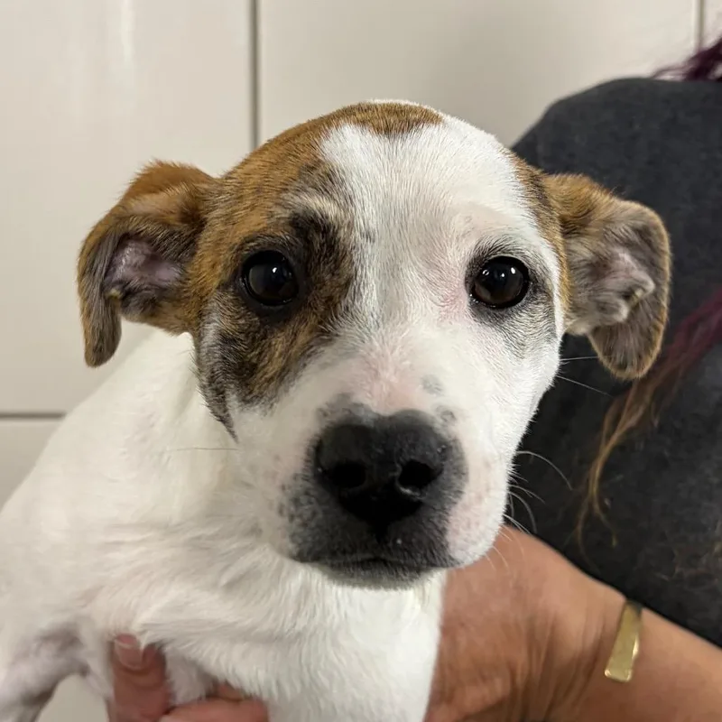 A baby medium-sized male White / Cream Mixed Breed dog named Maverick for adoption in Middletown, RI