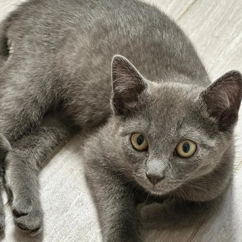 A baby medium-sized male Gray / Blue / Silver Domestic Short Hair cat named Habanero for adoption in Hudson, NY