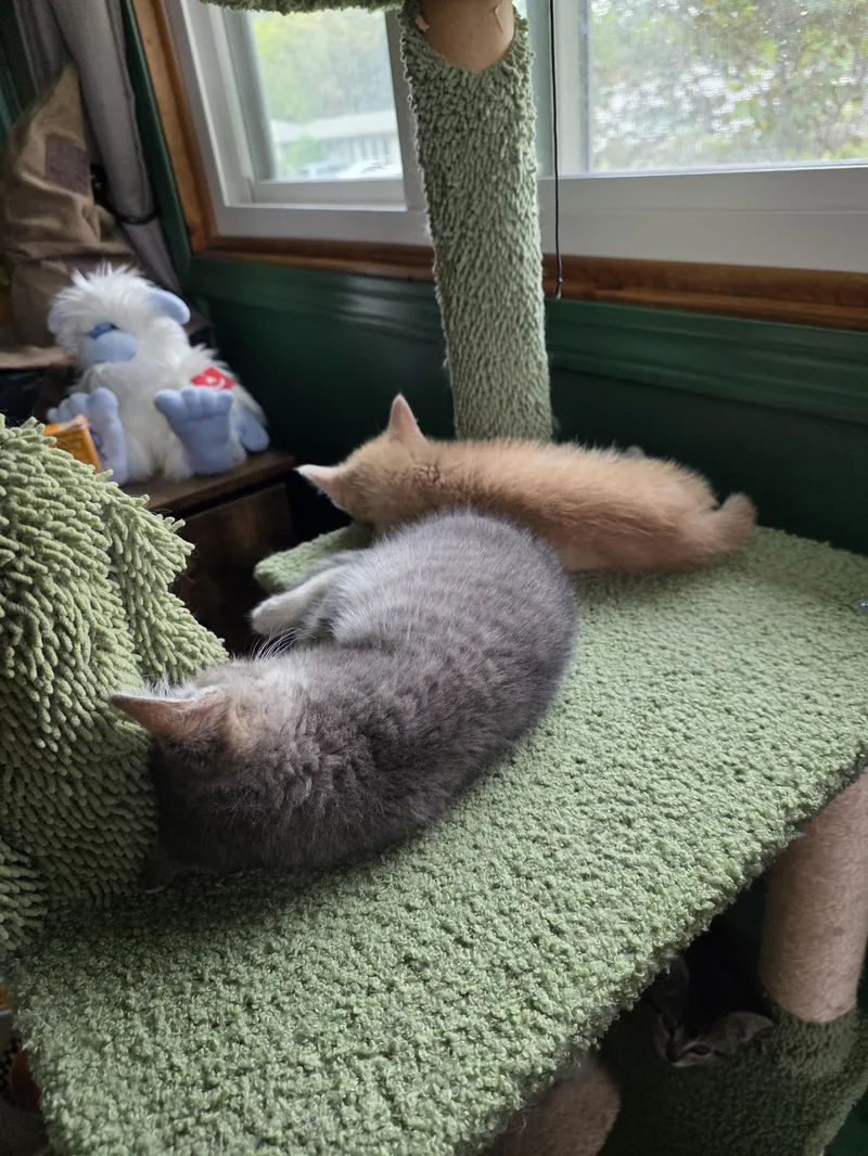 A baby medium-sized male Buff / Tan / Fawn Domestic Short Hair cat named Rusty for adoption in Minneapolis, MN
