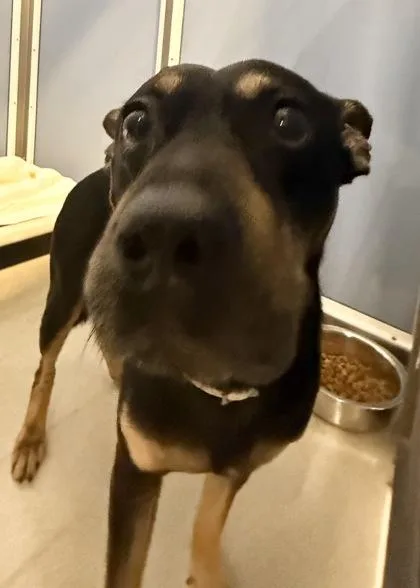 A senior medium-sized male Terrier dog named Nalu for adoption in Honolulu, HI