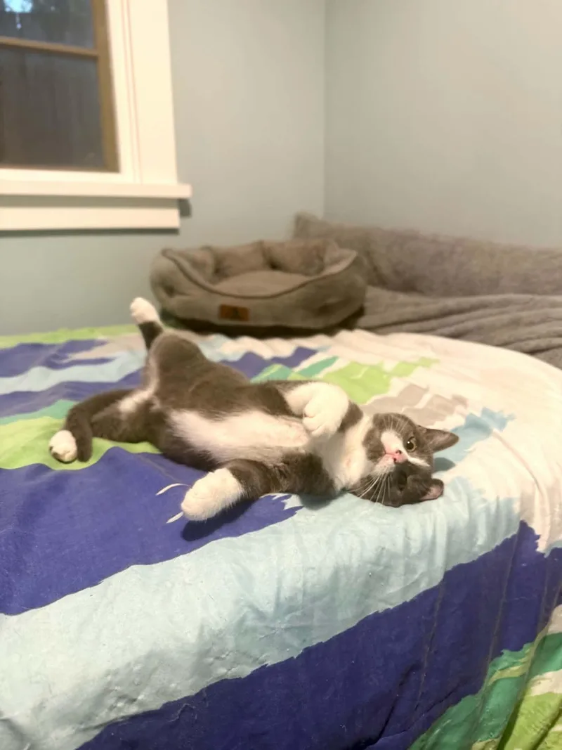 A baby small-sized female Gray & White Domestic Short Hair cat named Flowerbomb for adoption in Milwaukee, WI