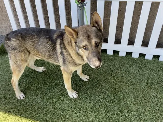An adult large-sized male German Shepherd Dog dog named A for adoption in Modesto, CA