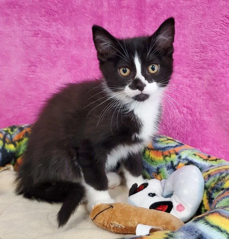 A baby large-sized male Black & White / Tuxedo Domestic Short Hair cat named Felix for adoption in Greenville, IL