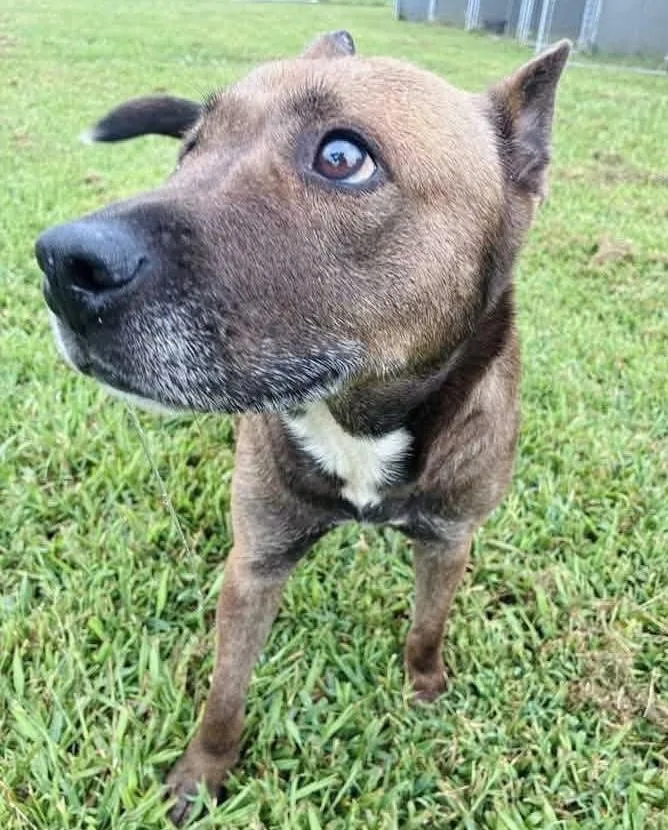 A senior medium-sized female Bicolor Cattle Dog named Lou Lou for adoption in Moyock, NC