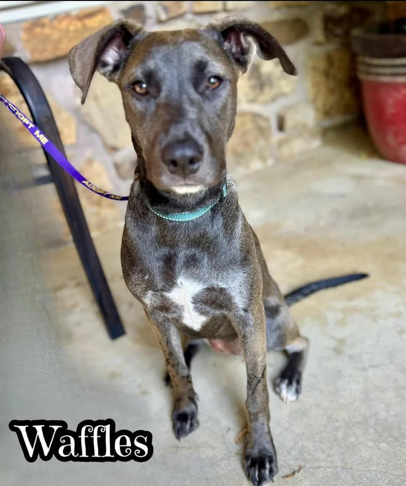 A young large-sized female Gray / Blue / Silver Belgian Shepherd / Malinois dog named Waffles for adoption in Tulsa, OK