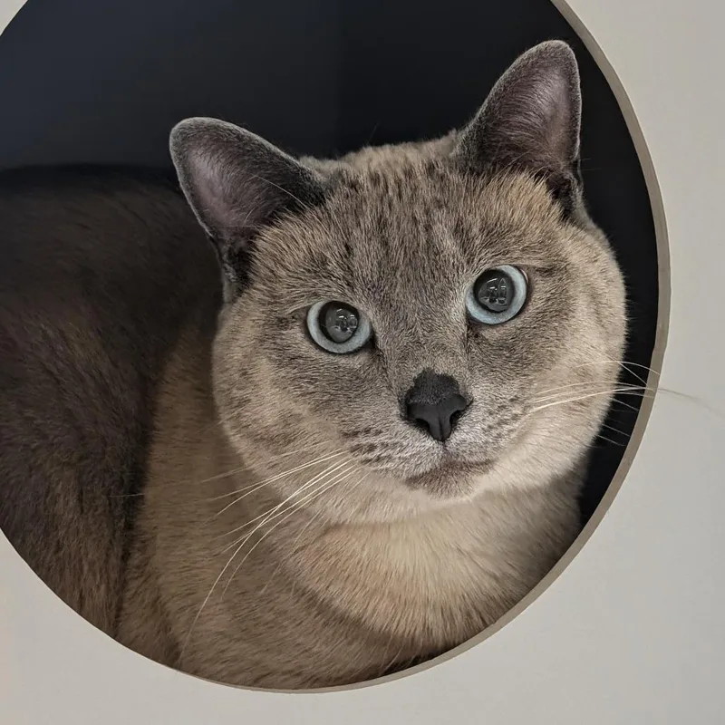 Arlo