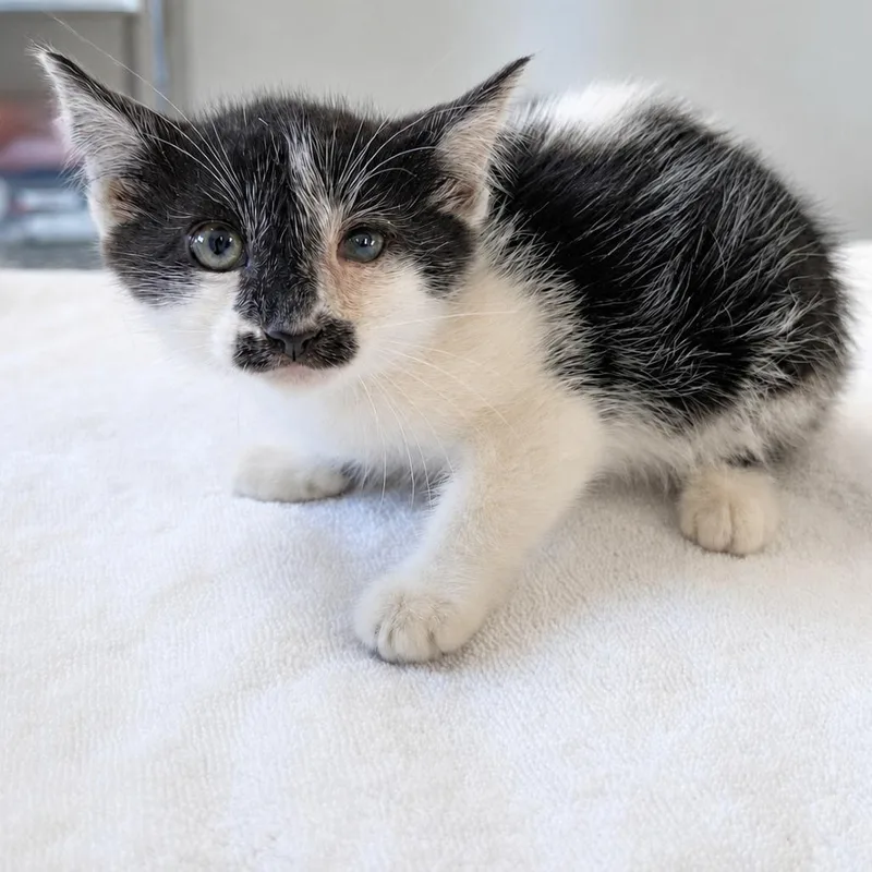 A baby small-sized female Black Domestic Short Hair cat named Xscape Room for adoption in Austin, TX