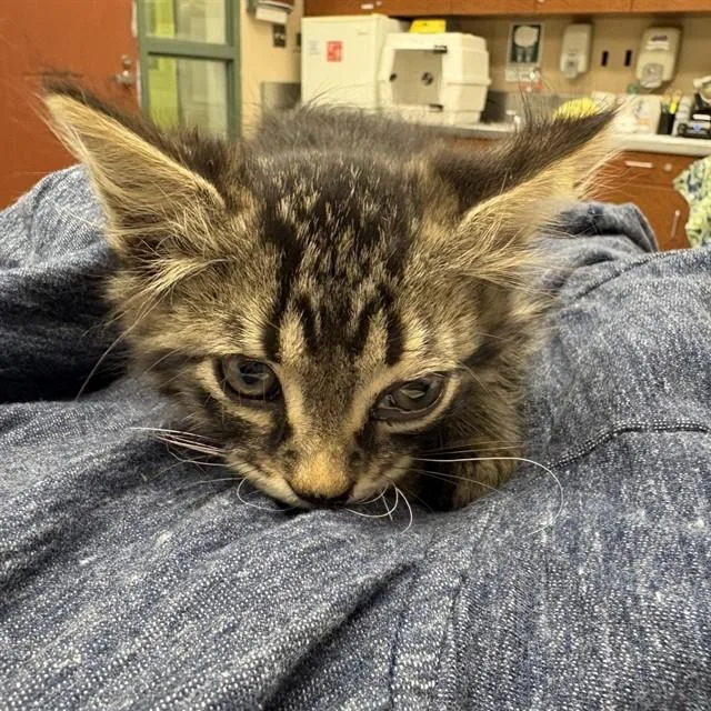 A baby small-sized male Domestic Long Hair cat named Unknown for adoption in Rancho Cucamonga, CA