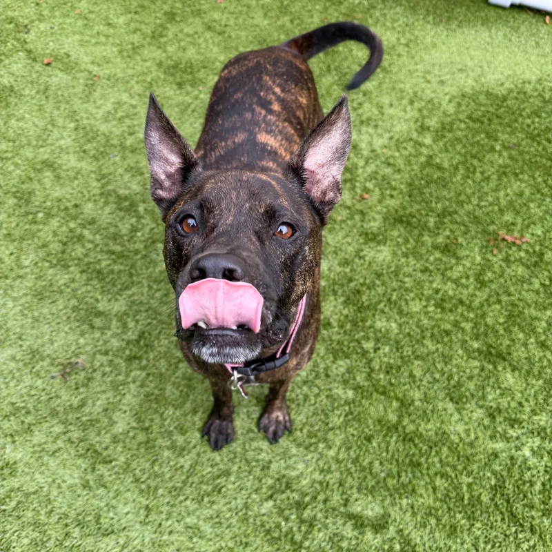 A young medium-sized male American Staffordshire Terrier dog named Buckie for adoption in Houston, TX