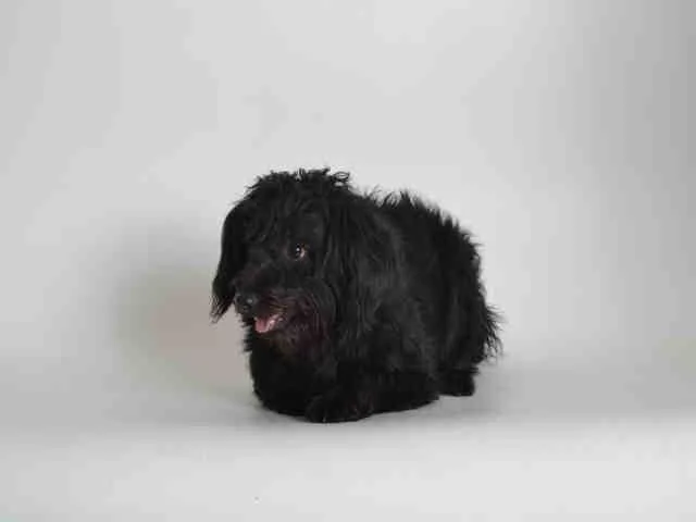 A senior medium-sized male Terrier dog named Fluffy for adoption in Van Nuys, CA