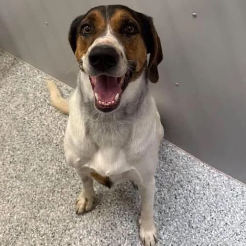 An adult medium-sized female White / Cream Hound dog named Miss Genie for adoption in Murray, UT