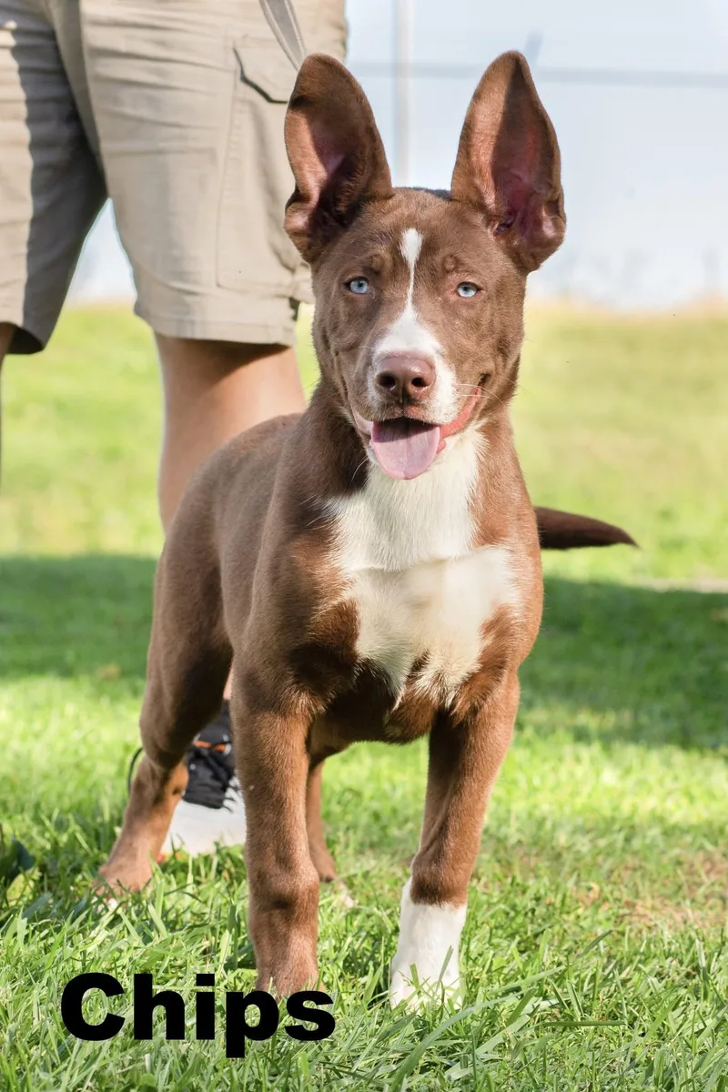 An adult medium-sized male Brown / Chocolate Mixed Breed dog named Chips for adoption in Macomb, IL