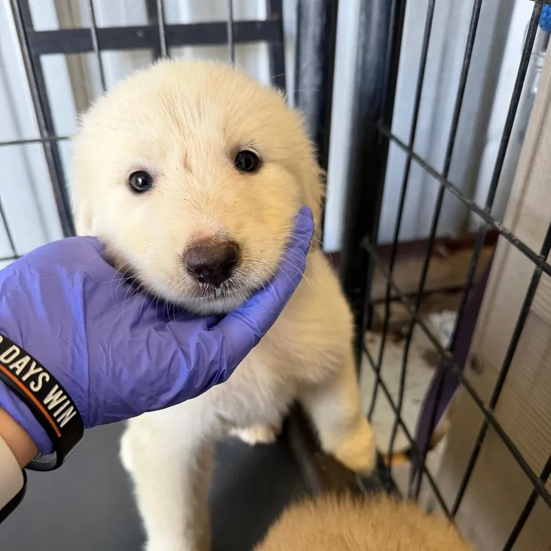 A baby small-sized female White / Cream Anatolian Shepherd dog named Luna for adoption in Bastrop, TX