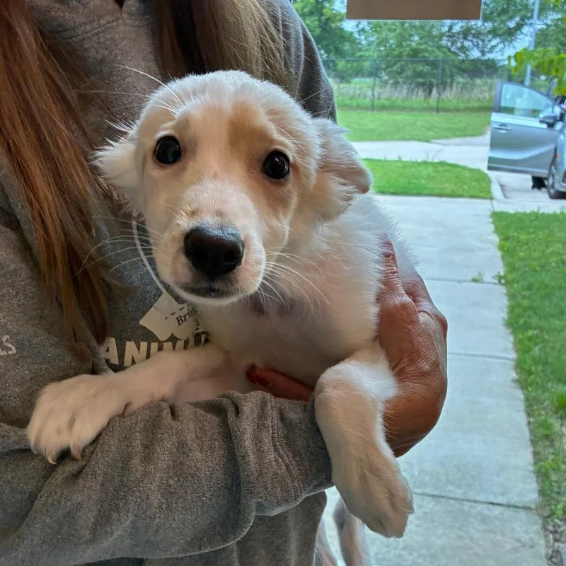 A baby medium-sized female White / Cream Mixed Breed dog named Snickers for adoption in Norman, OK
