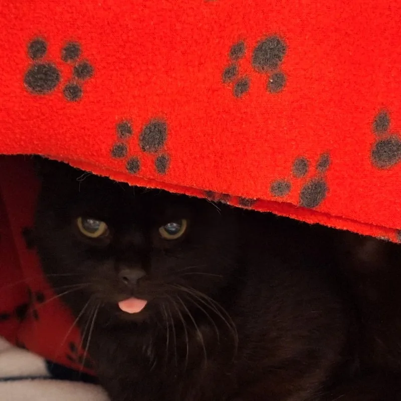 A senior medium-sized male Black Domestic Short Hair cat named Henderson for adoption in Delaware, OH