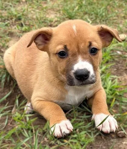 A baby small-sized female Labrador Retriever dog named Cocoa Puffs for adoption in Baraboo, WI