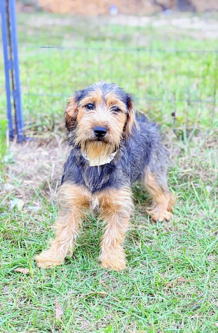 A young small-sized female Wirehaired Terrier dog named Gretta for adoption in Fosters, AL