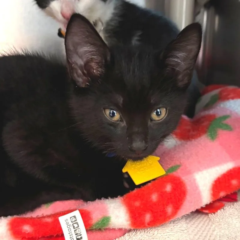 A baby small-sized male Black Domestic Short Hair cat named Duncan for adoption in Springfield, MA
