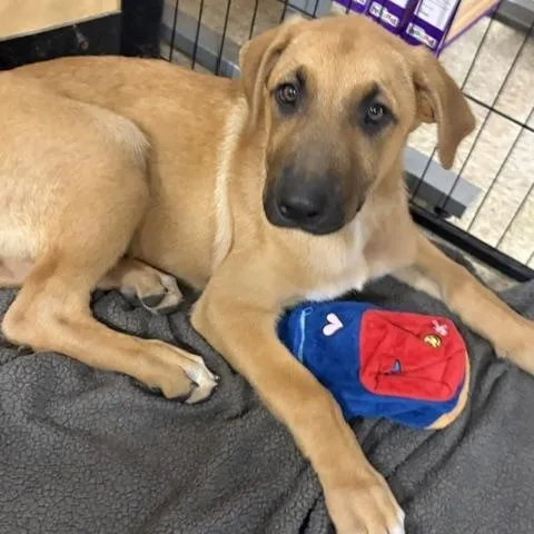 A baby large-sized male German Shepherd Dog dog named Dasher for adoption in Yukon, OK