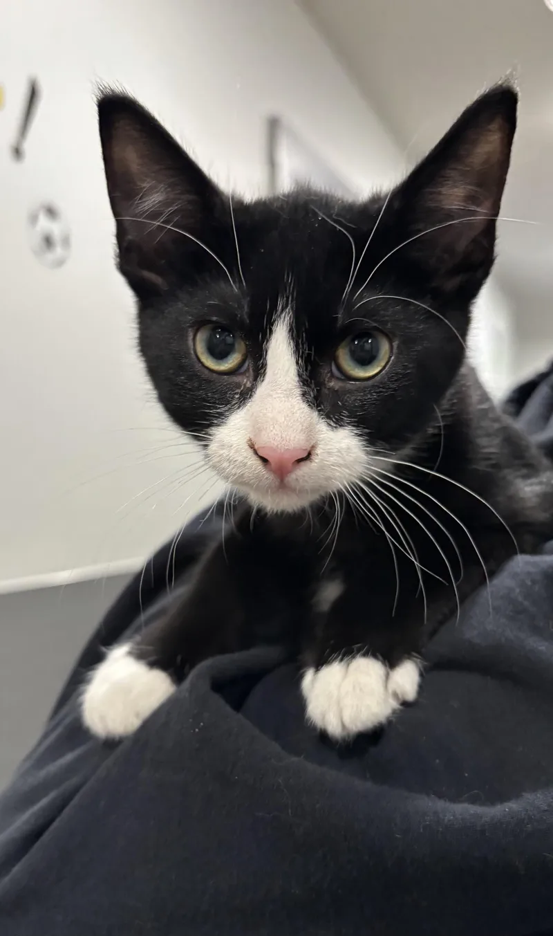 A young medium-sized male Tuxedo cat named Lil Boots for adoption in Raymond, WA