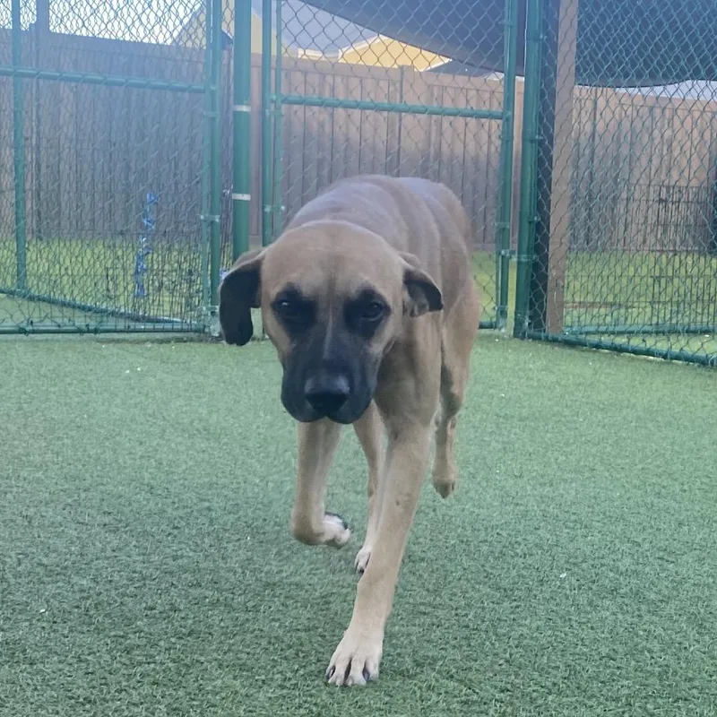 An adult medium-sized male Mixed Breed dog named Zephy for adoption in LOXAHATCHEE, FL