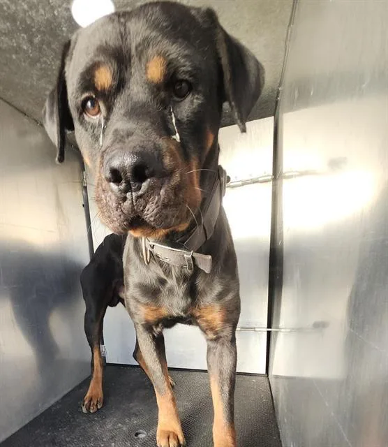 An adult large-sized male Rottweiler dog named Ozzy for adoption in San Antonio, TX