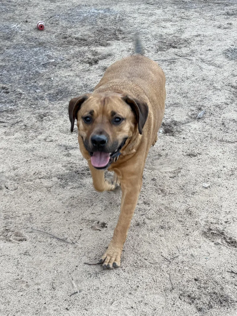 An adult medium-sized male Mixed Breed dog named Mikey for adoption in Big Rapids, MI