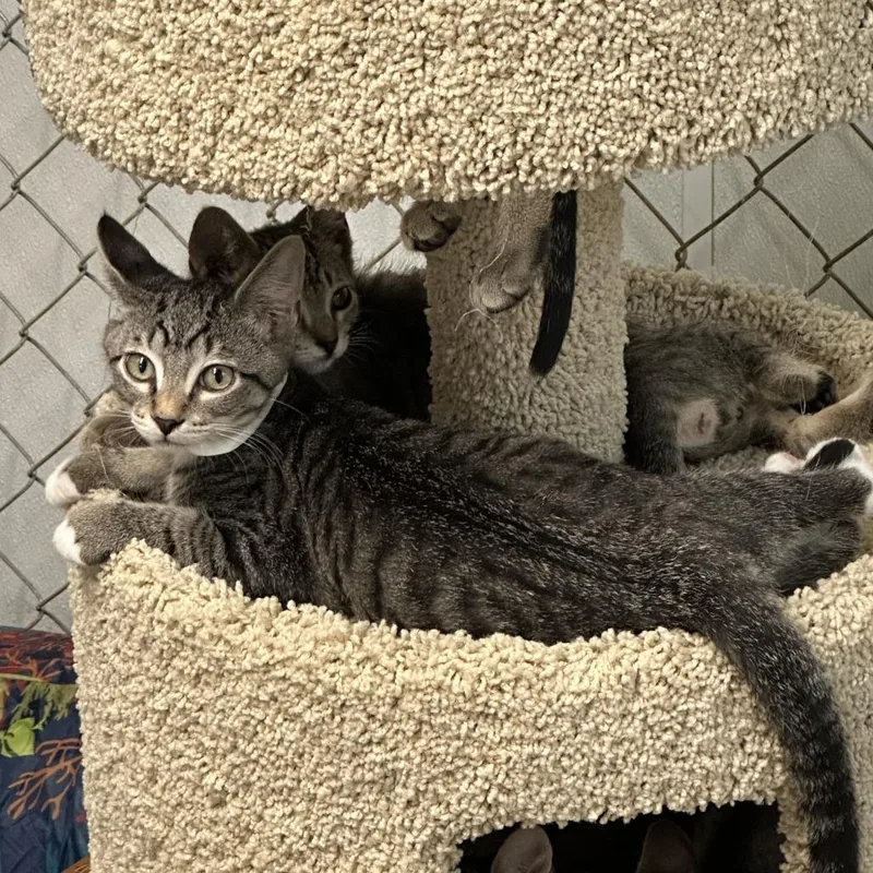 A baby small-sized male Brown / Chocolate Domestic Short Hair cat named Flame for adoption in Opelika, AL