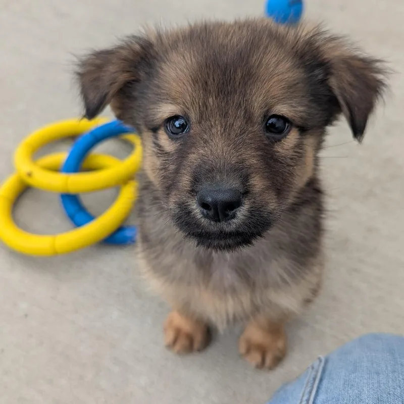 A baby medium-sized female Mixed Breed dog named Plum for adoption in Fenton, MI