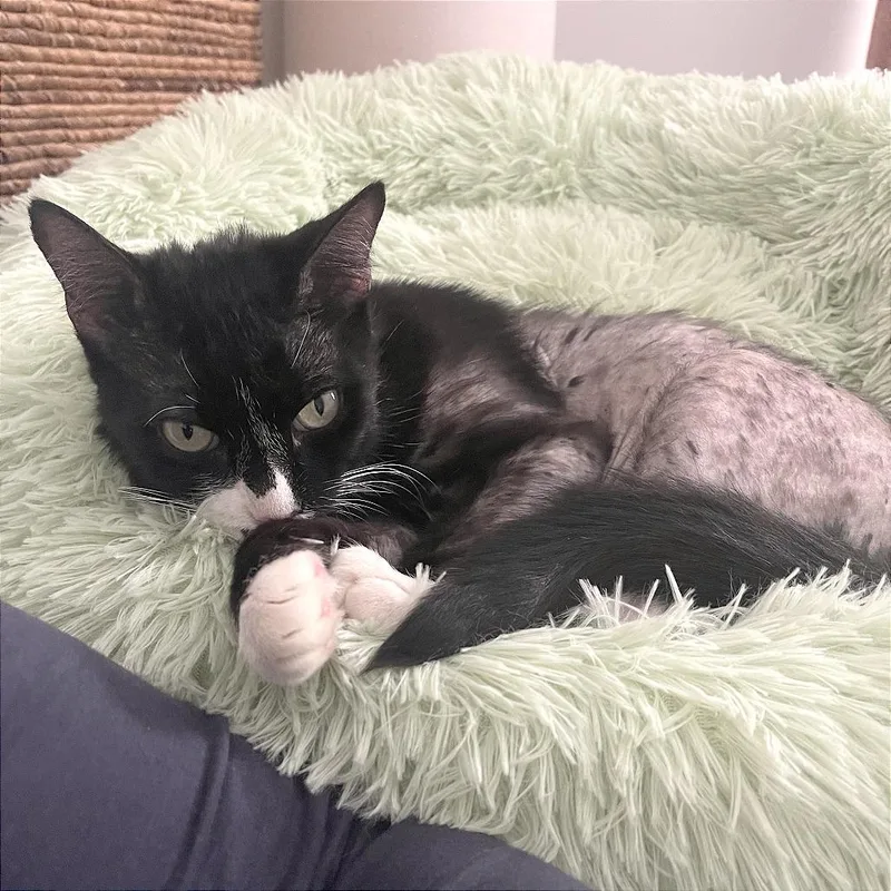 An adult medium-sized male Black Domestic Short Hair cat named Poe for adoption in Hendersonville, NC