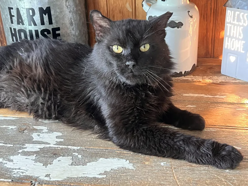 An adult large-sized female Black Domestic Medium Hair cat named Echo for adoption in Bellmawr, NJ