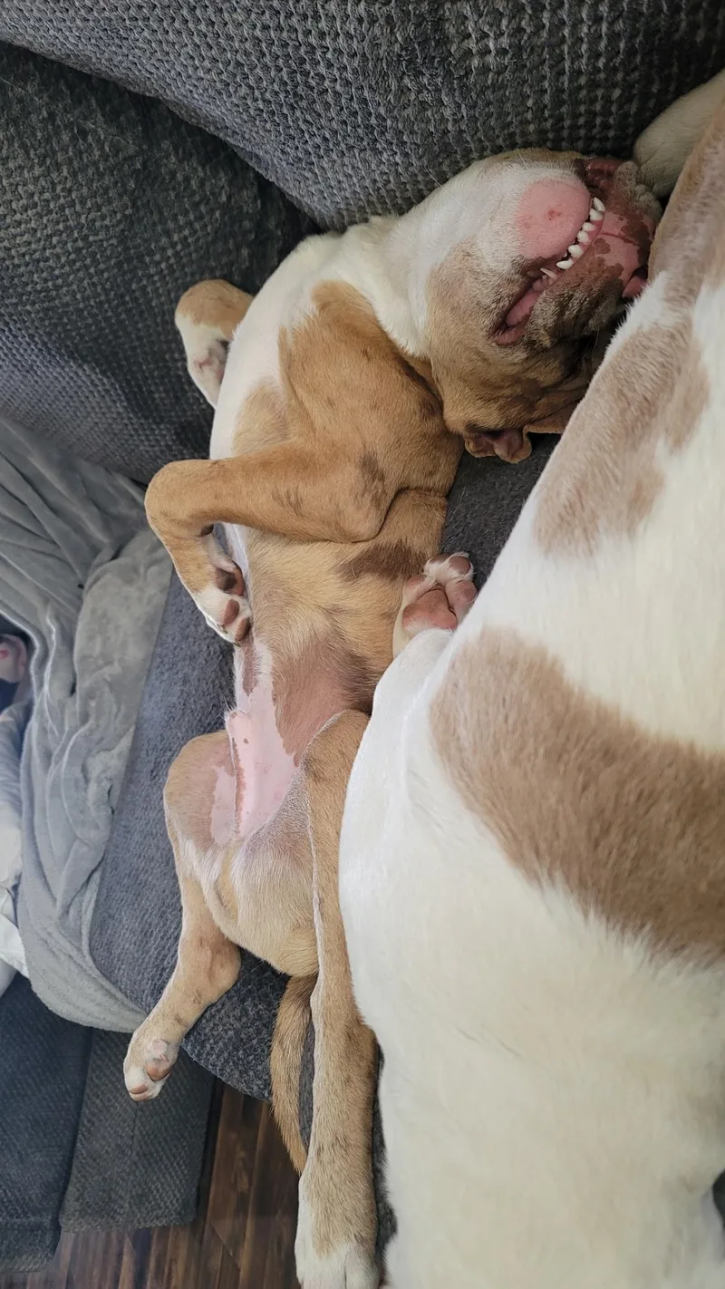A baby large-sized male Merle (Red) Catahoula Leopard Dog dog named Cheddar for adoption in Louisburg, KS