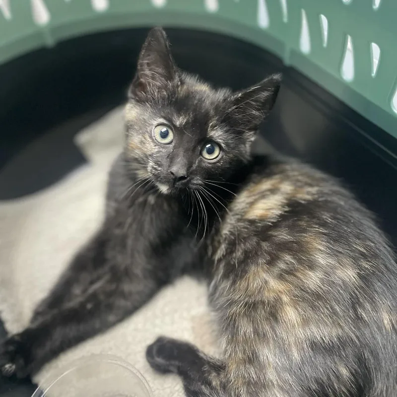 A baby small-sized female Tortoiseshell Domestic Short Hair cat named Snickers for adoption in Riverside, CA