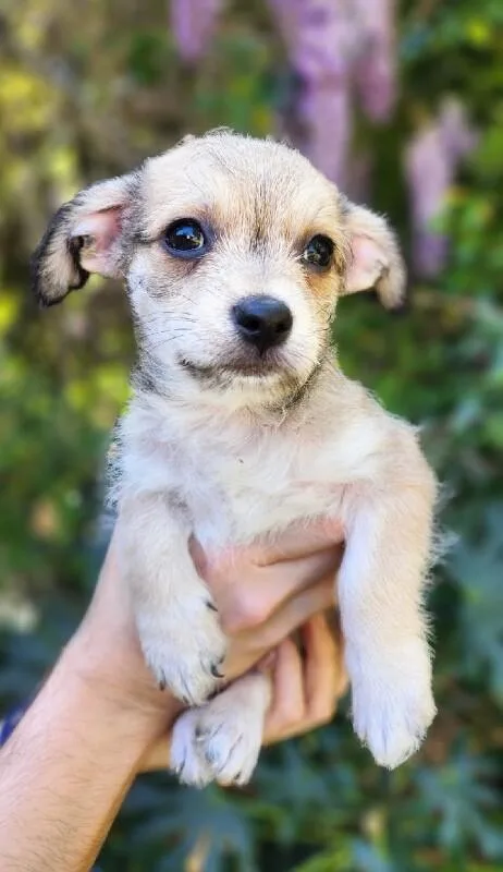 Mushroom thumbnail 2