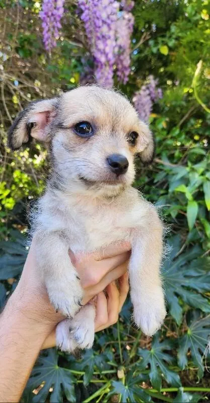 Mushroom thumbnail 4